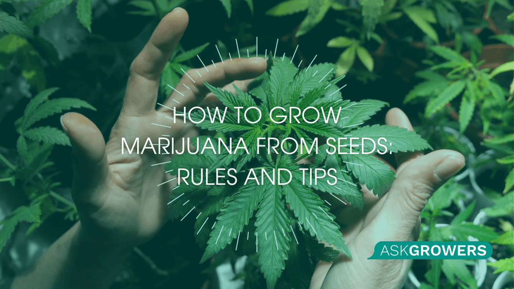 How to Grow Marijuana from Seeds: Rules and Tips